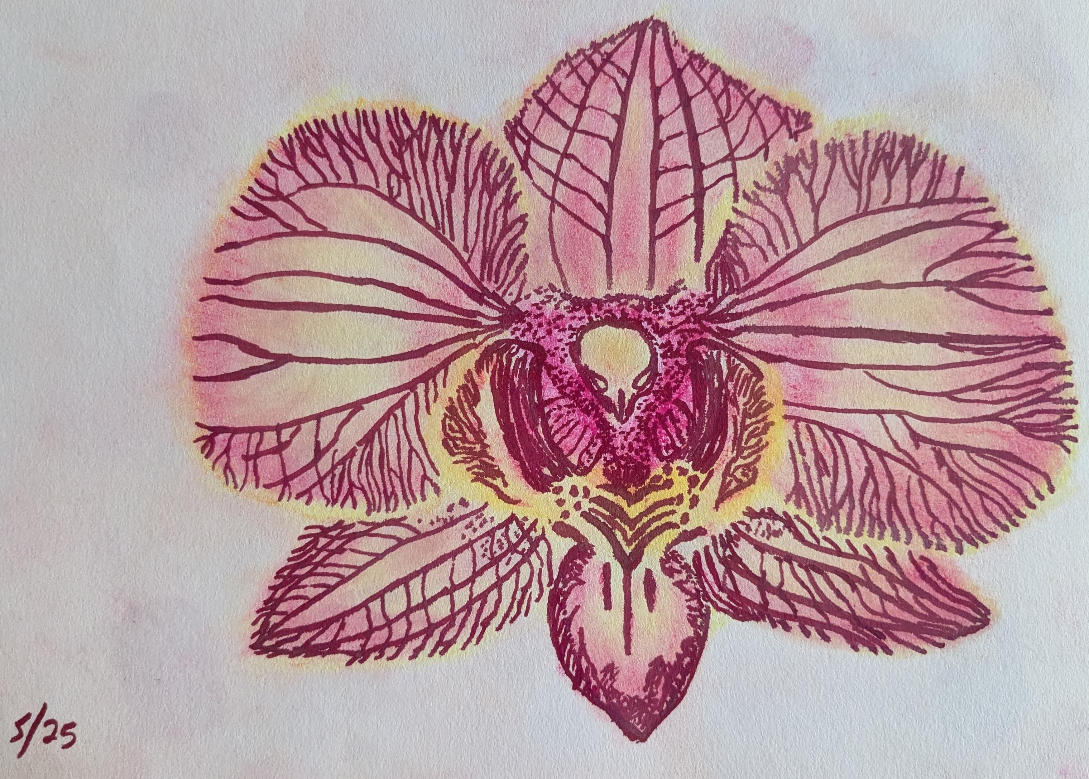 pastel and pen on paper, orchid flower